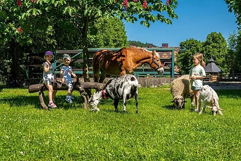 Farm Lama – Photo 3