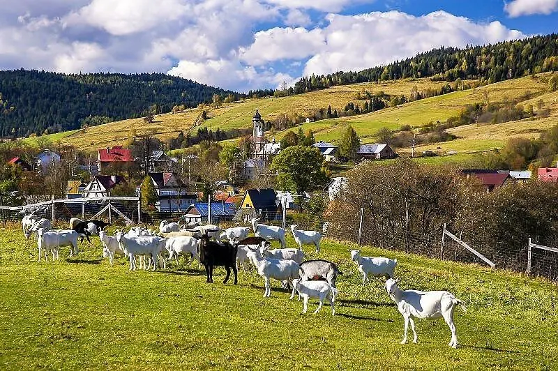 Farm Lama – Photo 4